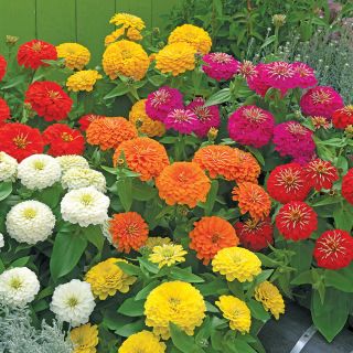 Preciosa Mix Zinnia Thumbnail